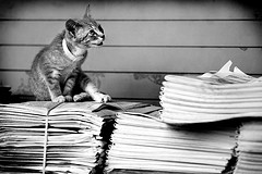 Kitty on a pile of newspapers - from Brit Randolph on Flickr